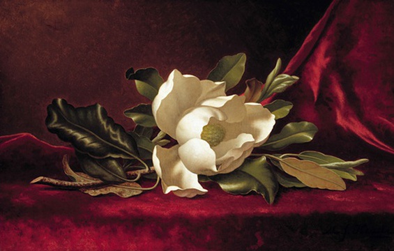 Work of the Week: Martin Johnson Heade, The Magnolia Blossom, 1888